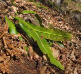 Phyllitis scolopendrium