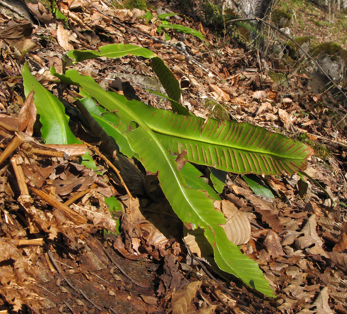 Изображение особи Phyllitis scolopendrium.