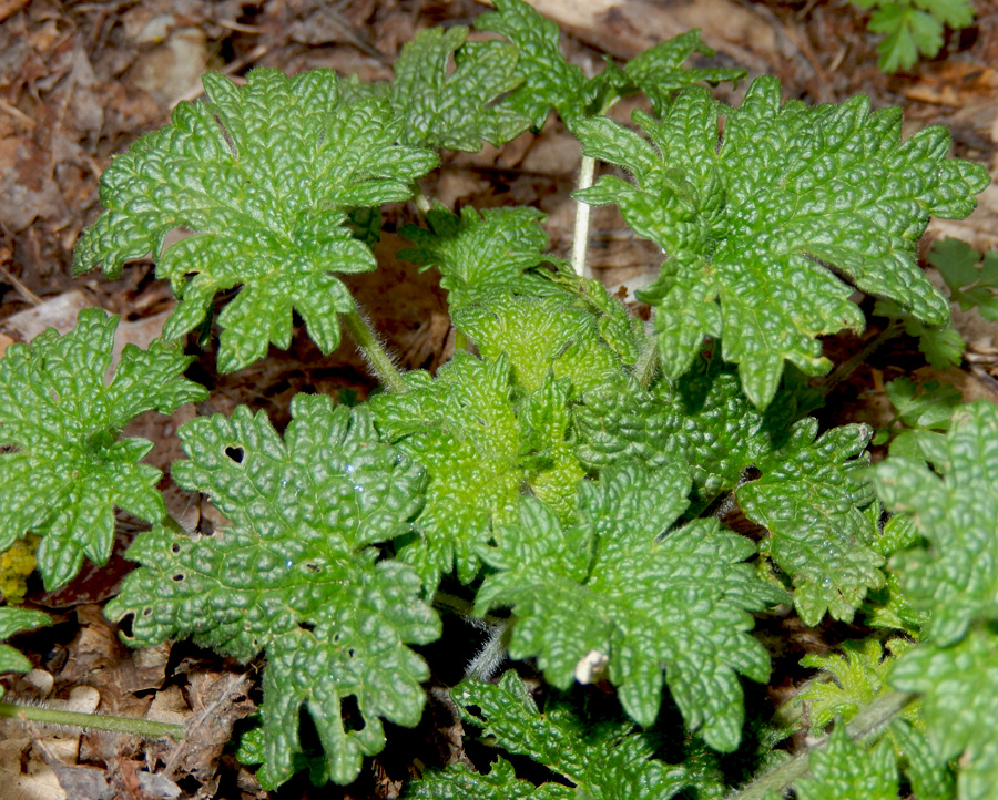 Изображение особи Leonurus quinquelobatus.