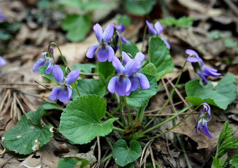 Изображение особи род Viola.