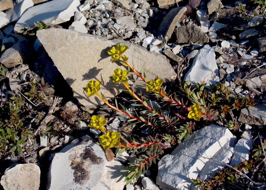 Image of Euphorbia petrophila specimen.