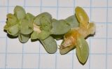 Traganum moquinii