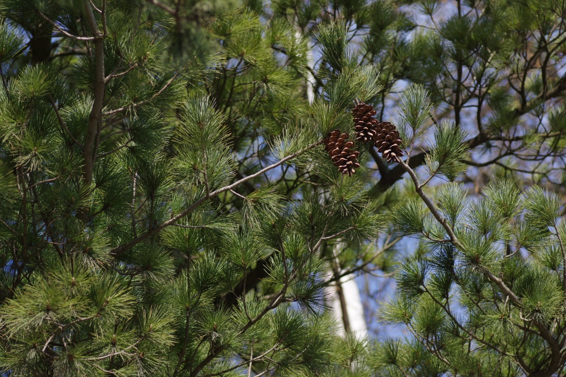 Изображение особи Pinus peuce.