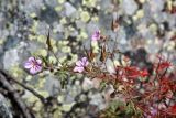 Geranium robertianum. Верхушка цветущего растения с завязавшимися плодами. Кабардино-Балкарская Республика, высокогорье в р-не северного склона Главного Кавказского (Водораздельного) хребта, ущ. Дыхсу в нижнем течении, зарастающие крупноглыбовые селевые отложения. 01.08.2012.