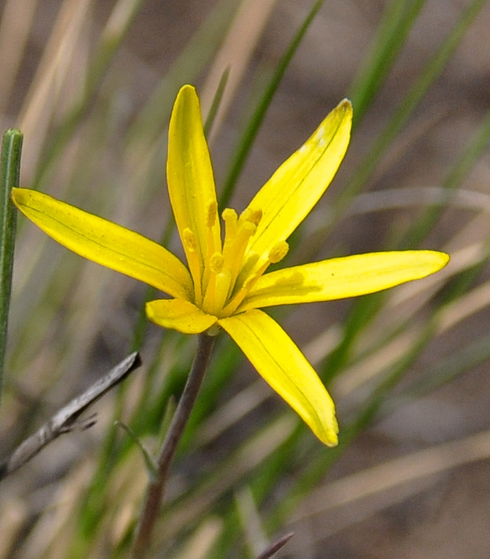 Image of Gagea pauciflora specimen.