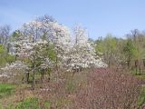 Magnolia kobus