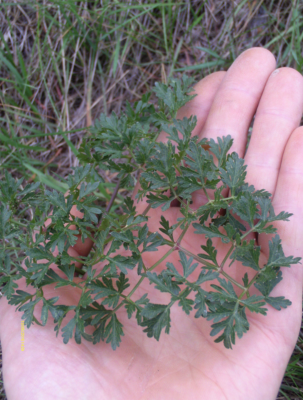 Image of Peucedanum oreoselinum specimen.