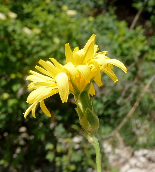 Image of Scorzonera stricta specimen.