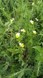 Viola подвид alpestris