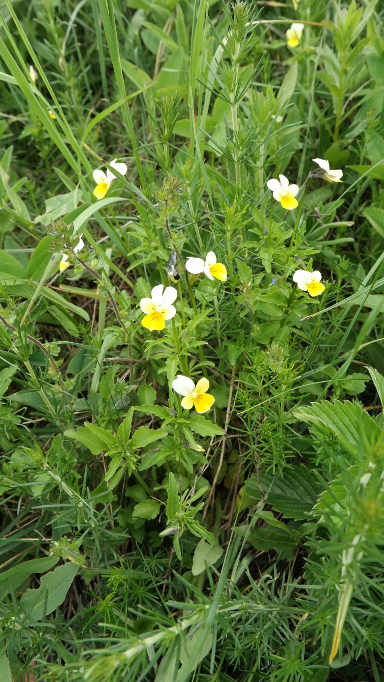 Изображение особи Viola tricolor ssp. alpestris.