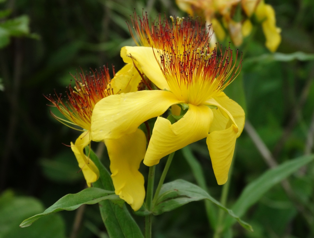 Image of Hypericum gebleri specimen.