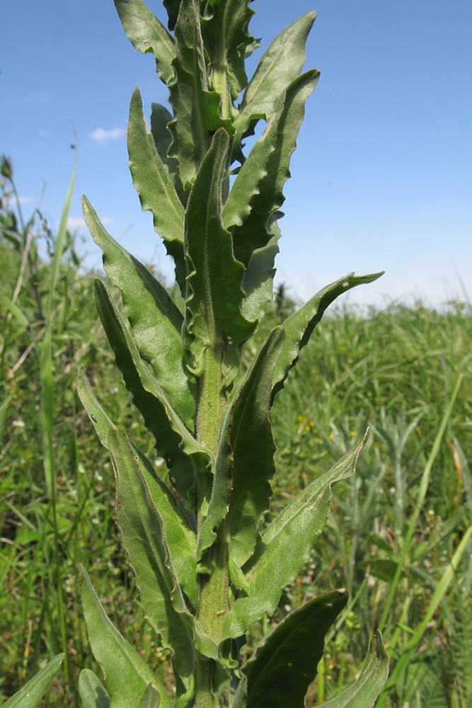 Изображение особи Lepidium campestre.