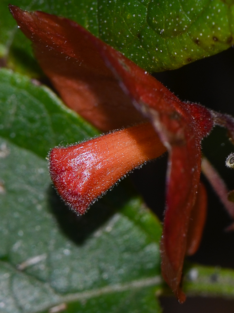 Изображение особи Holmskioldia sanguinea.