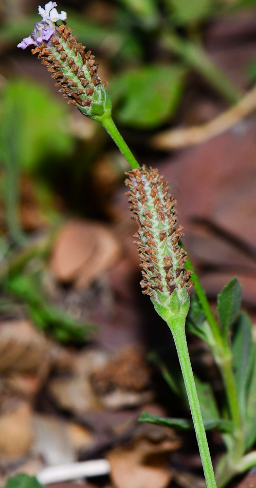 Изображение особи Lippia nodiflora.