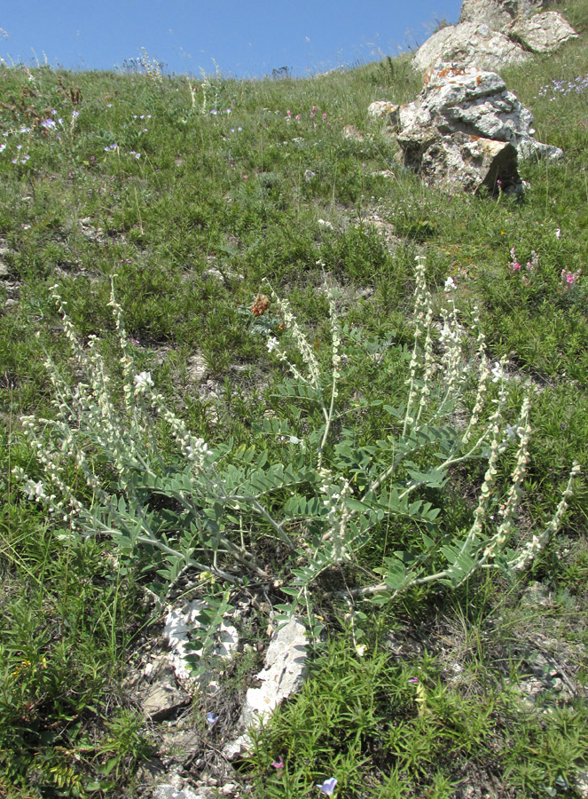 Изображение особи Onobrychis pallasii.