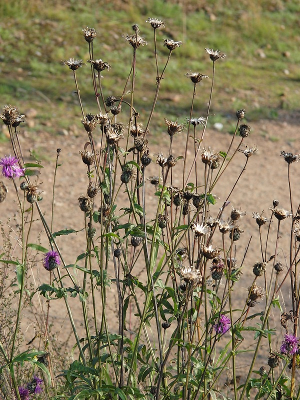 Изображение особи Centaurea scabiosa.