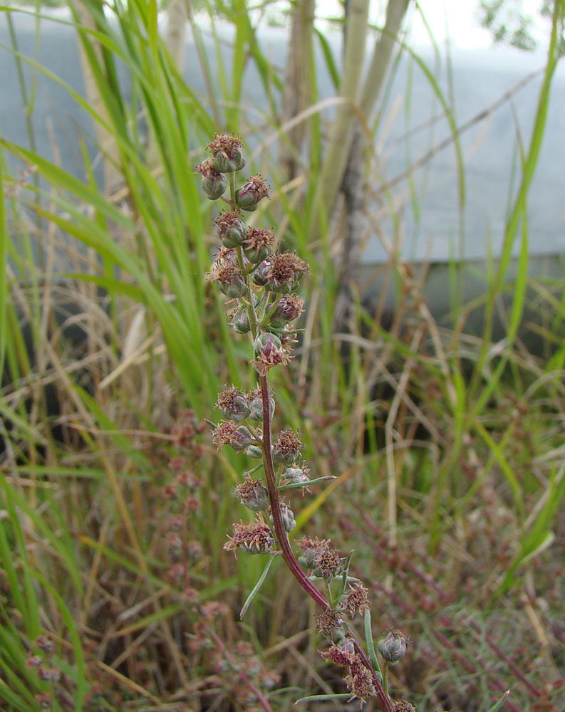 Image of Artemisia borealis specimen.