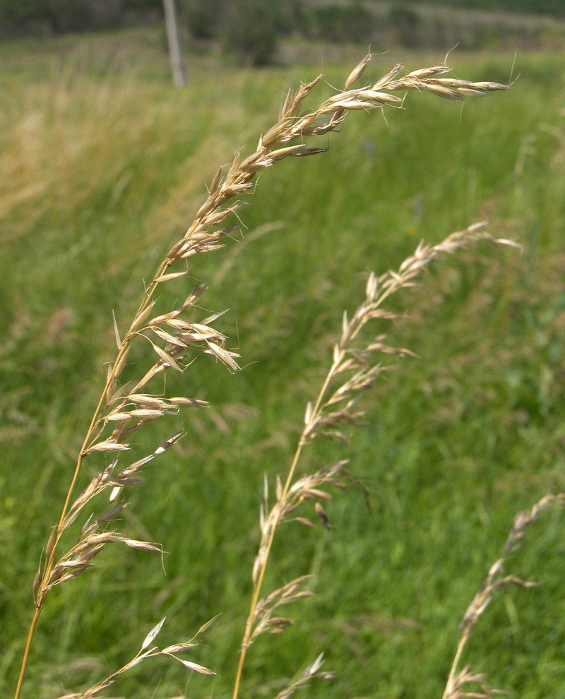 Image of Arrhenatherum elatius specimen.