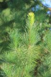 Pinus taiwanensis. Верхушка веточки. Абхазия, г. Сухум, Сухумский ботанический сад, в культуре. 7 марта 2016 г.