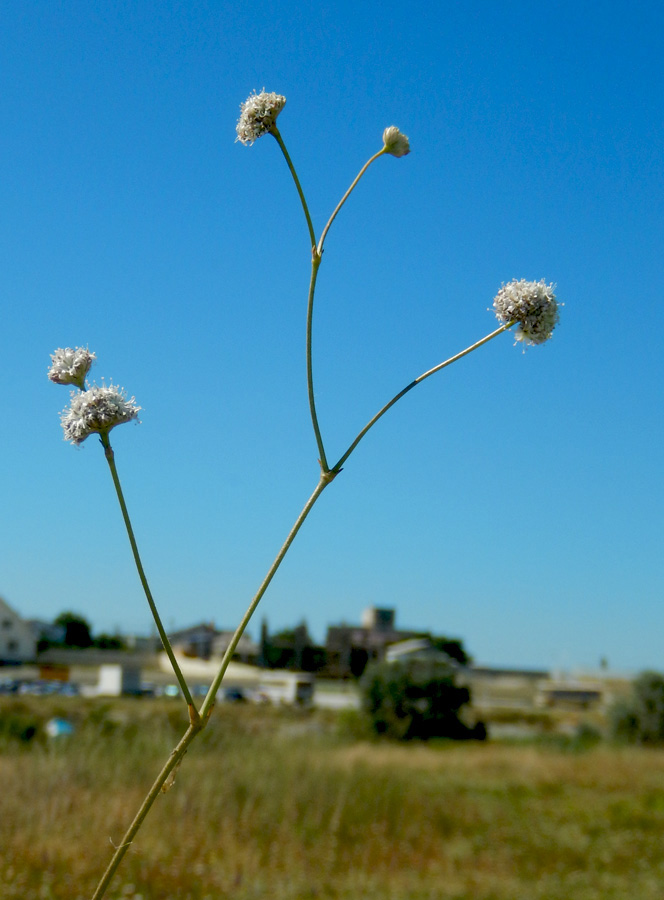 Image of Gypsophila pallasii specimen.