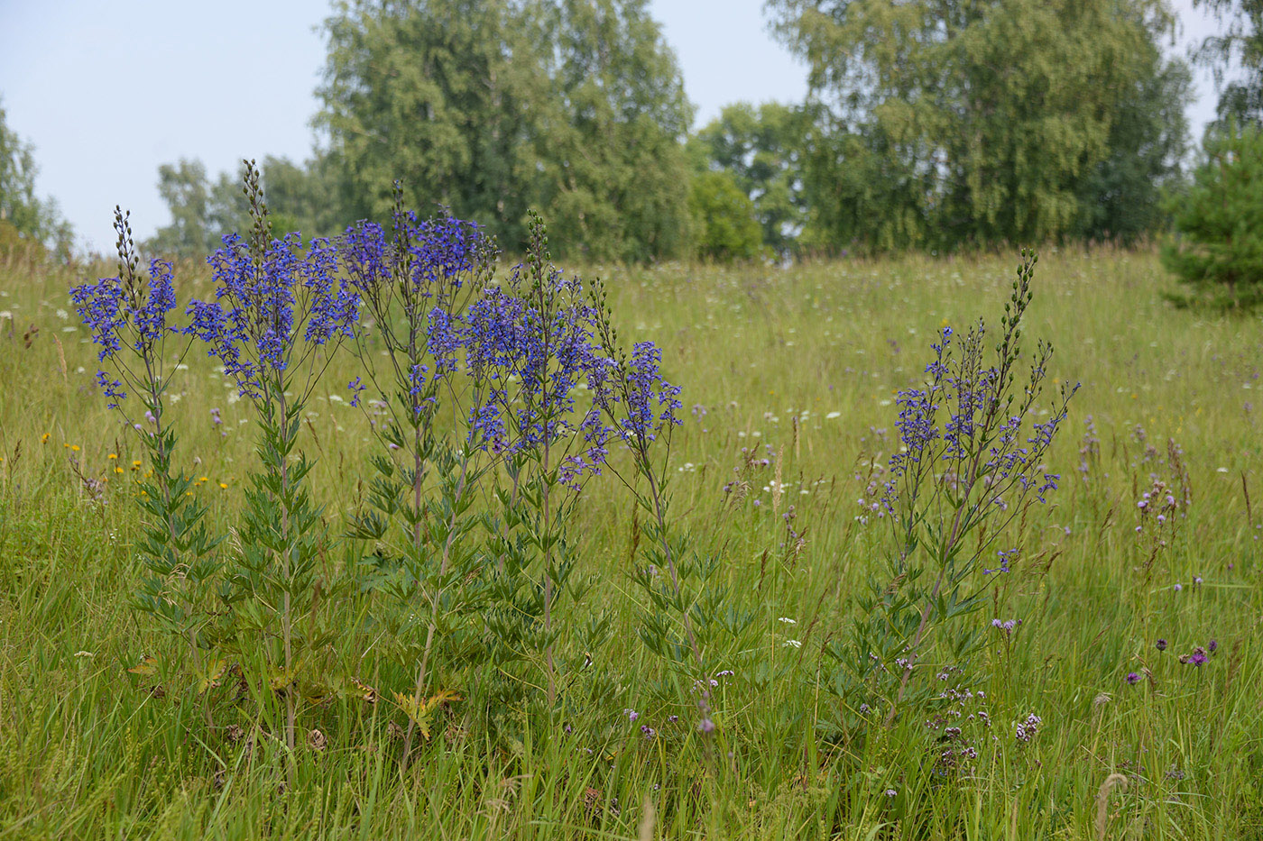 Image of Delphinium cuneatum specimen.