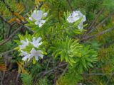 Westringia fruticosa. Побеги цветущего растения. Монако, Японский сад. 09.07.2016.