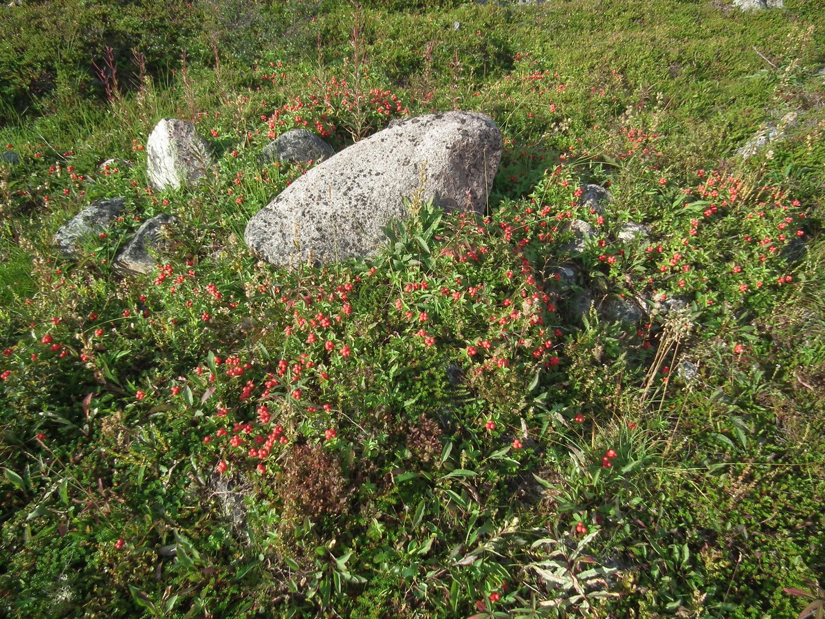 Изображение особи Chamaepericlymenum suecicum.