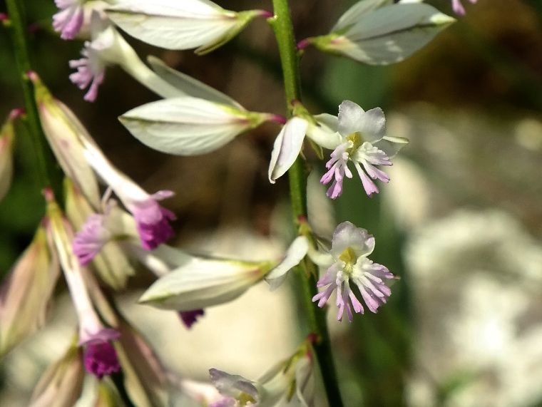 Image of Polygala major specimen.