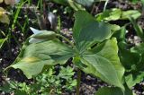 Trillium flexipes