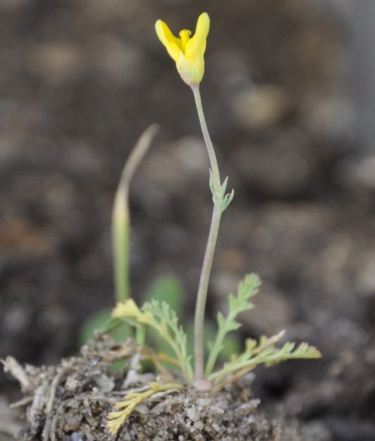 Image of genus Hypecoum specimen.