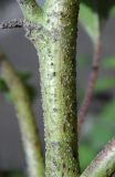 Xanthium orientale