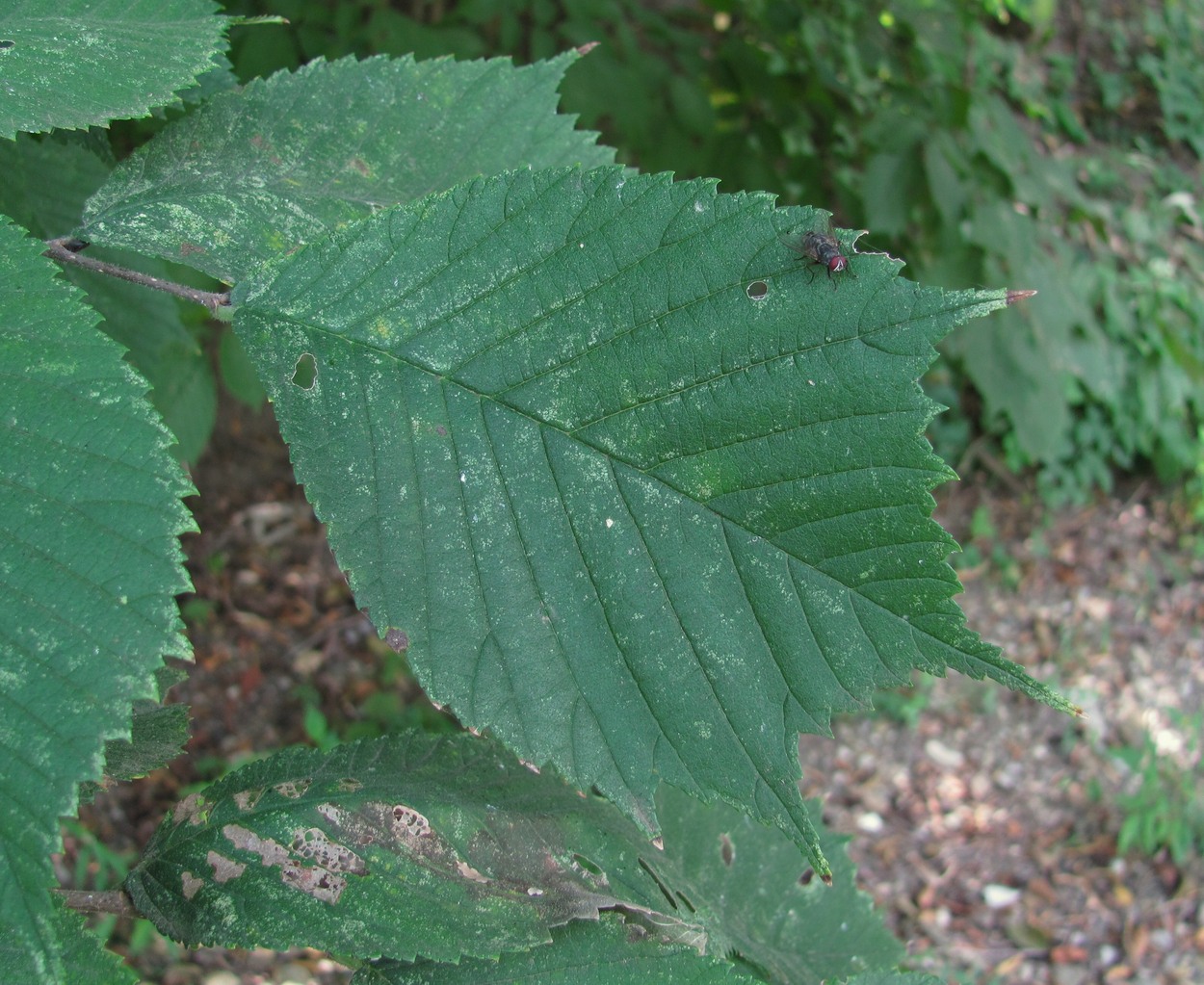 Изображение особи Ulmus glabra.