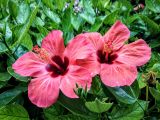 Hibiscus rosa-sinensis. Цветки. Израиль, г. Бат-Ям, в городском озеленении. 22.09.2016.