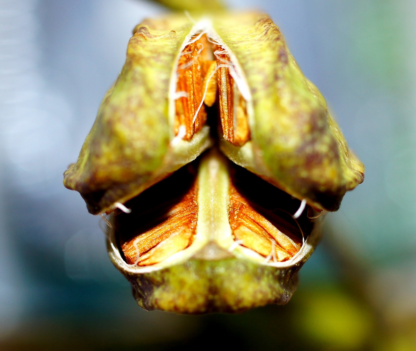 Image of Lilium regale specimen.
