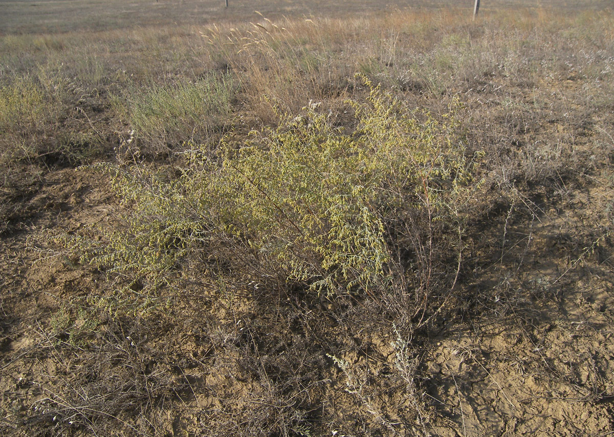 Изображение особи Artemisia santonicum.