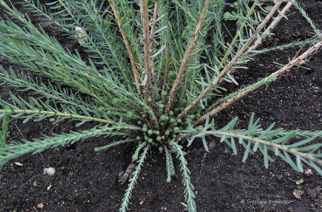 Image of Linum austriacum specimen.