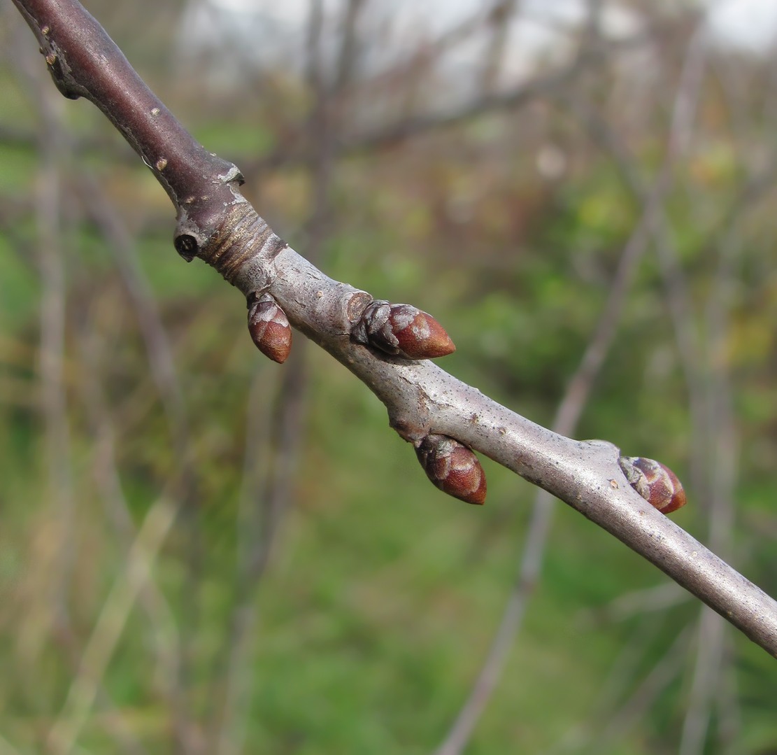 Изображение особи Cerasus vulgaris.
