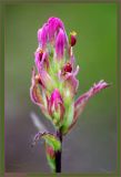 Castilleja rubra