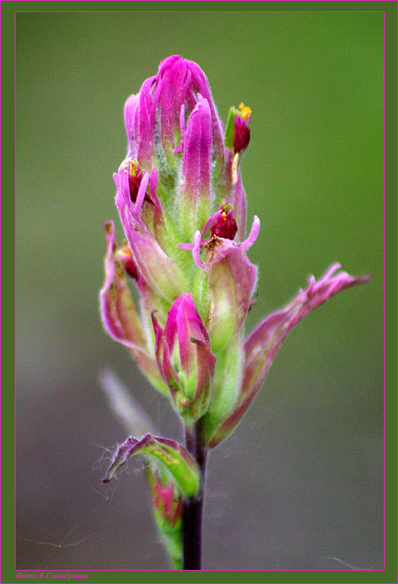 Image of Castilleja rubra specimen.