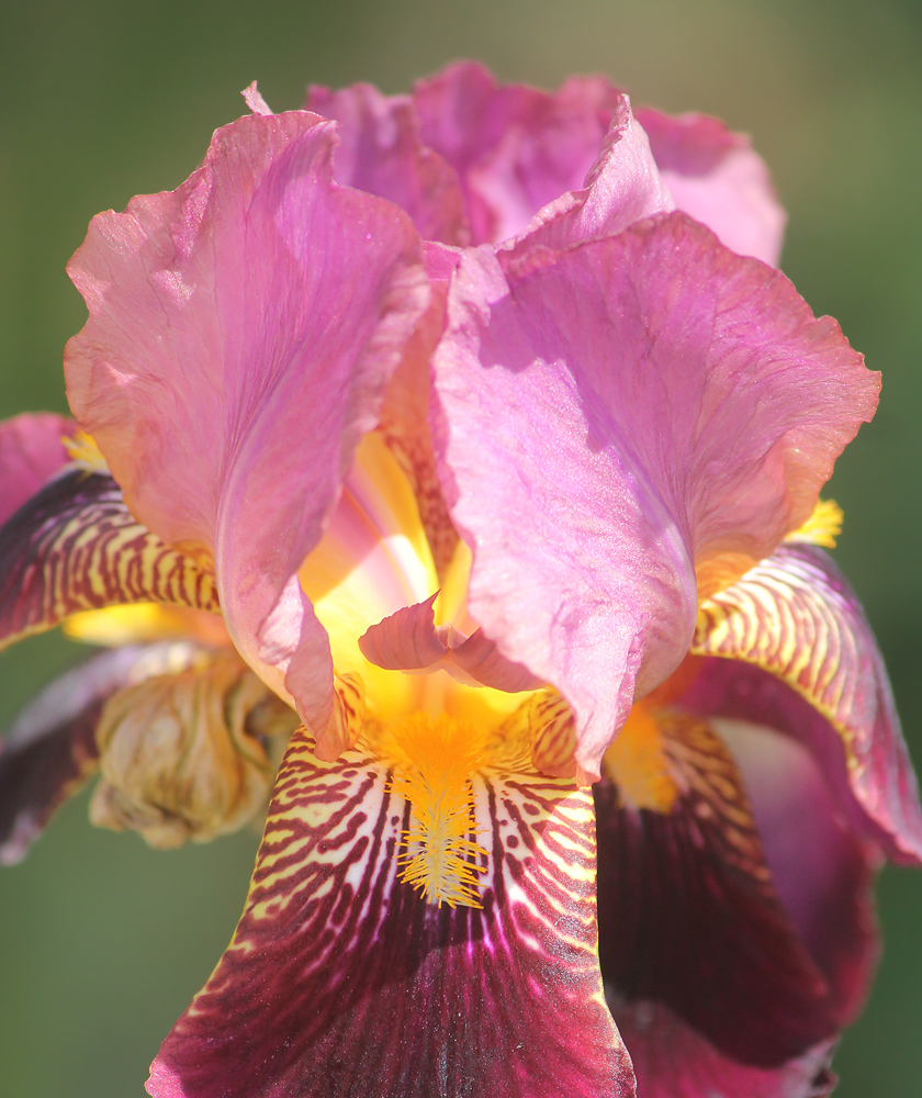 Image of Iris × hybrida specimen.
