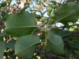 Amelanchier alnifolia. Листья (нижняя сторона) и незрелые плоды. Амурская обл., Бурейский р-н, с. Виноградовка, в культуре. 16.07.2016.