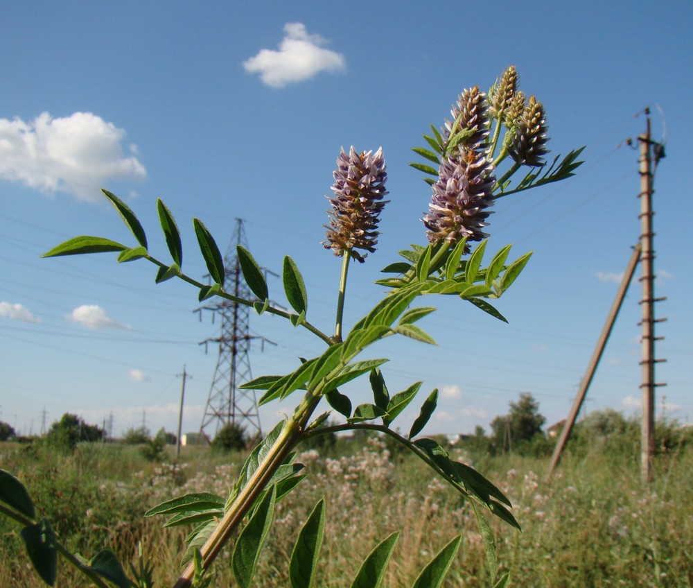Image of Glycyrrhiza foetidissima specimen.