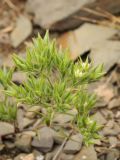 Minuartia meyeri