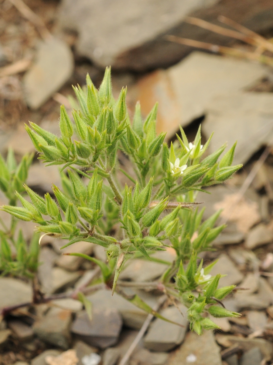 Image of Minuartia meyeri specimen.