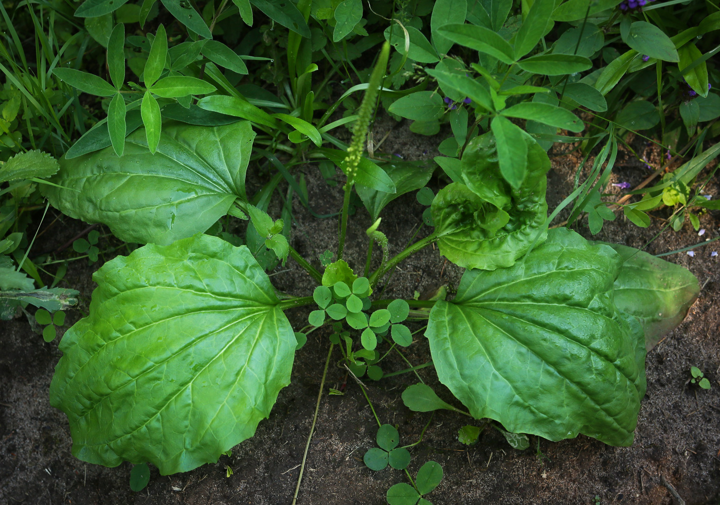 Изображение особи Plantago major.