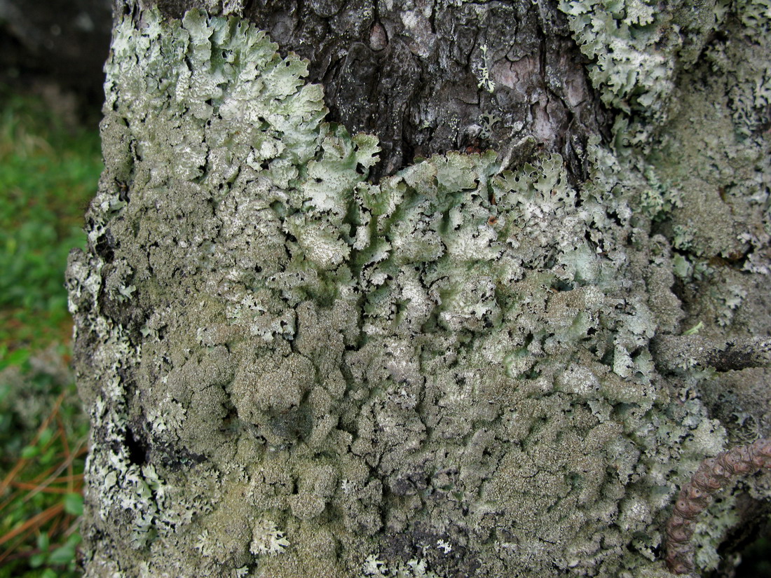 Image of Parmelia saxatilis specimen.