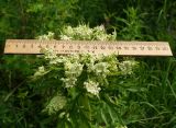 Pleurospermum uralense. Центральное соцветие. Восточный Казахстан, Кокпектинский р-н, 25 км в горы от с. Пантелеймоновка, ≈ 1000 м н.у.м., просека в лесу. 13.06.2016.