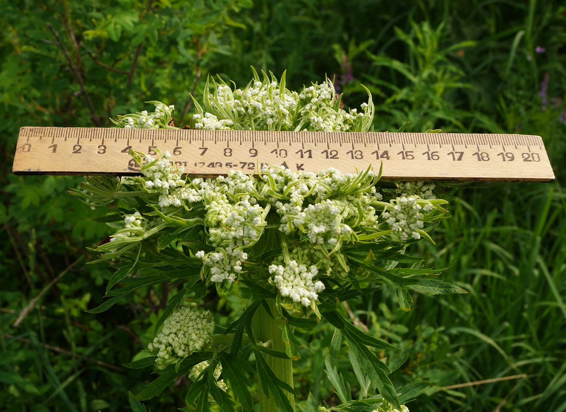 Image of Pleurospermum uralense specimen.