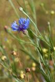 Centaurea cyanus. Верхушки побегов с распустившимся и нераспустившимся соцветиями (внизу - плоды Linum usitatissimum). Беларусь, Витебская обл., Городокский р-н, окр. пос. Малашенки, сорное на поле в посевах Linum usitatissimum. 17.08.2016.