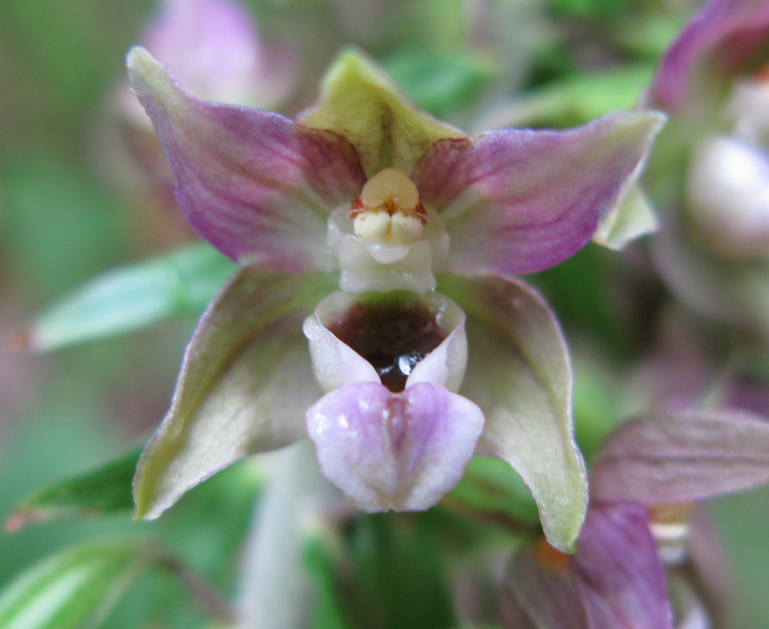 Изображение особи Epipactis helleborine.